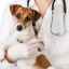 Kastrácia psov: starostlivosť po operácii