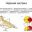 Štruktúra nervového a vylučovacieho systému vtákov. Zmyslové orgány