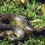 Hadový pytón - ako vyzerá, je jedovatý alebo nie