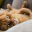 Demodekóza u mačiek a spôsob liečby
