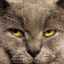 Prečo majú britské mačky slziace oči?