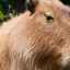 Kapybara: popis, biotop, držanie zvieraťa doma