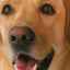 Labrador v byte: klady a zápory, vlastnosti starostlivosti a podmienky zadržania