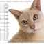 Pomocou tabuľky určte vek mačky podľa ľudských štandardov