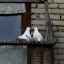 Odplašiť holuby z parapetu a balkóna: spôsoby