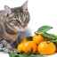 Potravinové alergie u mačiek a mačiek