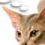 Prečo mačka odmieta jesť: možné dôvody