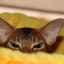 Prečo mačka ciká na posteli: dôvody a metódy odstavenia