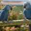 Podrobný popis a vlastnosti modrého ara