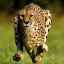 Ukazovatele rýchlosti geparda, kde žije