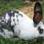 Plemená králikov: mäsové a dekoratívne pre domáci chov