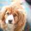 Príčiny a liečba toxokarózy u psov
