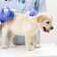 Očkovanie proti kliešťom pre psy - fakty a mylné predstavy