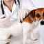 Očkovanie proti besnote pre psov