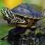 Očakávaná dĺžka života korytnačiek doma a vo voľnej prírode