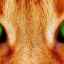 Najjasnejšie plemená červených mačiek: popis, charakter, fotografia