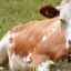 Ako dlho krava žije: dĺžka života a čo ju ovplyvňuje