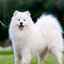 Ved naše! 5 najpopulárnejších plemien psov na svete chovaných v rusku