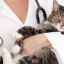 Dermatofyty u mačiek: cesty infekcie, diagnostika a liečba
