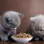 Aké jedlo je najlepšie kŕmiť britské mačiatko: tipy a triky
