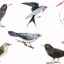 Fotografie s obrázkami sťahovavých vtákov z ukrajiny s menami