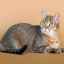 Keltská krátkosrstá mačka: vlastnosti starostlivosti a údržby