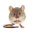 Myši: rozmanitosť druhov týchto zvierat