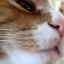 Mačací nos: všeobecné informácie a starostlivosť
