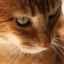 Notoedróza - príznaky a liečba svrabu u mačiek