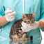 Je potrebné mačiatka očkovať?