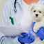 Povinné očkovanie pre šteňatá do jedného roka: približný harmonogram