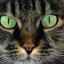 Prehľad možných očných chorôb u mačiek