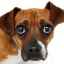 Čistiaci klystýr pre psa so zápchou: vymenovanie, príprava, úvod