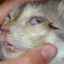 Popis očných chorôb u mačiek, príznaky, liečba a fotografie