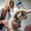 Nádor prsníka u psa: od včasnej diagnostiky po pooperačnú starostlivosť
