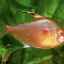 Ornatus: popis, údržba akvarijných rýb, reprodukcia