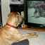 Pozerajú zvieratá zmysluplne televíziu?