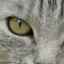 Hlavné ochorenia očí u mačiek: príznaky a liečba