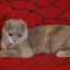 Hlavné farby mačiek scottish fold