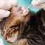 Hlavné príznaky a liečba zápalu stredného ucha u mačiek