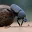 Vlastnosti a životný štýl chrobáka, čo rád konzumuje
