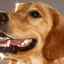 Paradentóza u psov - hovorí o ochorení ďasien