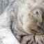 Pasta na odstránenie chĺpkov zo žalúdka mačiek: značky, zloženie, domáce použitie