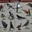 Sťahovavé a sťahovavé vtáky: opis a rozdiely