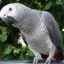 Podrobný popis a charakter plemena papagáj (plemeno šedé)