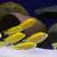 Podrobný popis žltej alebo žltej cichlidy rýb labidochromis