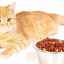 Výhody a škody na suchom krmive pre mačky