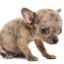Hnačka u šteňaťa po antihelmintike: príčiny, následky, liečba