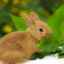 10 Druhov krátkosrstých a dlhosrstých dekoratívnych králikov