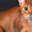 Habešská mačka: popis plemena, údržba a starostlivosť